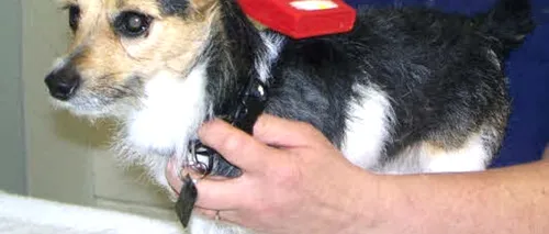 Toți câinii din Marea Britanie vor purta microcipuri începând din anul 2016