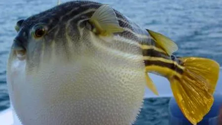 O familie întreagă a paralizat după ce a mâncat un pește