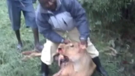 Mai mulți localnici din Kenya au ucis șase lei cu sulițele