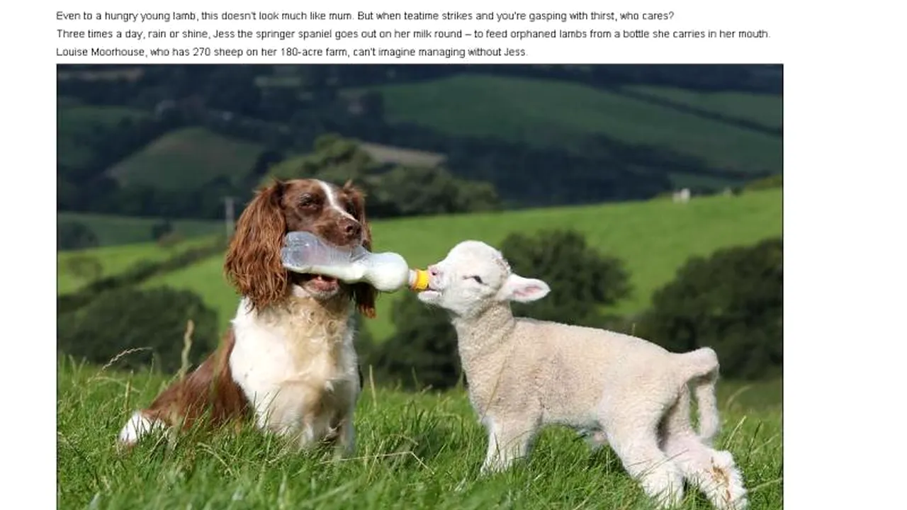 Cățelușa care a devenit mamă pentru miei. Le dă lapte cu biberonul de trei ori pe zi