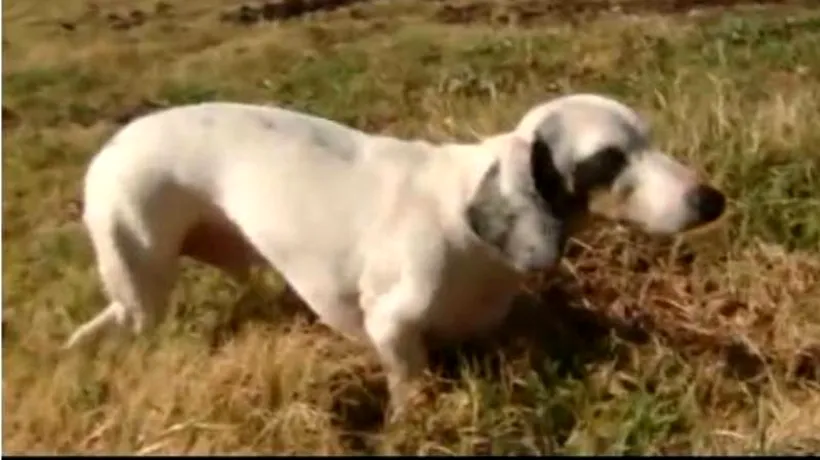 Cum a salvat viața unei familii un câine surd, orb și cu doar trei picioare. VIDEO