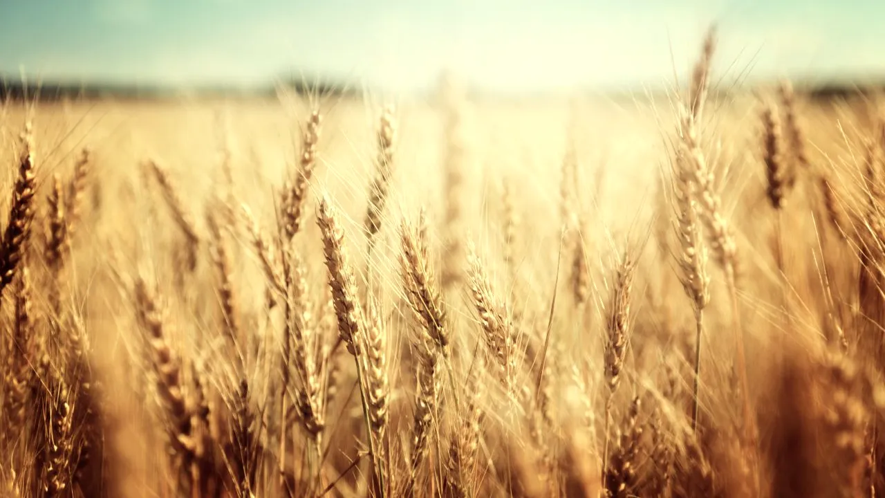 Producția agricolă a României s-a diminuat cu 15% în 2020. Au fost scăderi la cereale, dar creșteri la cartofi și fructe. Situația crescătorilor de animale