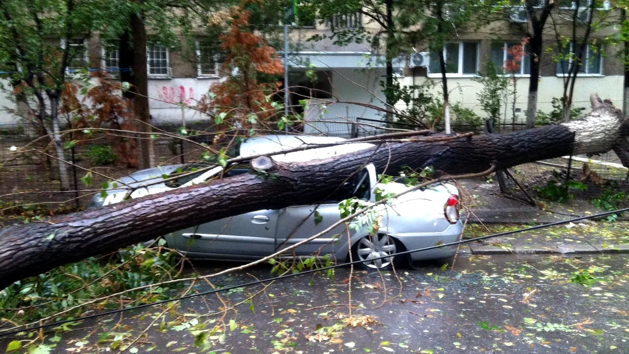 Trei autoturisme avariate după ce patru copaci s-au prăbușit, miercuri seară, în Capitală