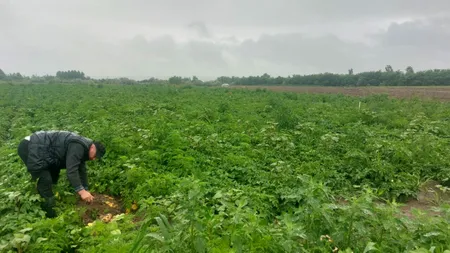 LOVITURĂ pentru agricultorii din Dolj. Tone de cartofi, abandonate pe câmp: 