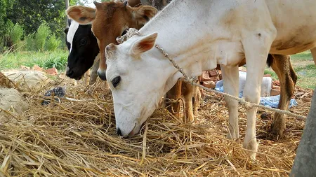 Explozie de proporții la o fermă din Texas, unde 18.000 de VACI au murit: „Este cel mai grav incident la o crescătorie de bovine”