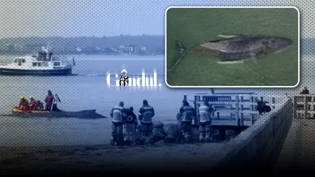 O balenă cu cocoașă, eșuată pe țărmul Mării Baltice. Salvatorii se chinuie să ghideze mamiferul în ape mai adânci