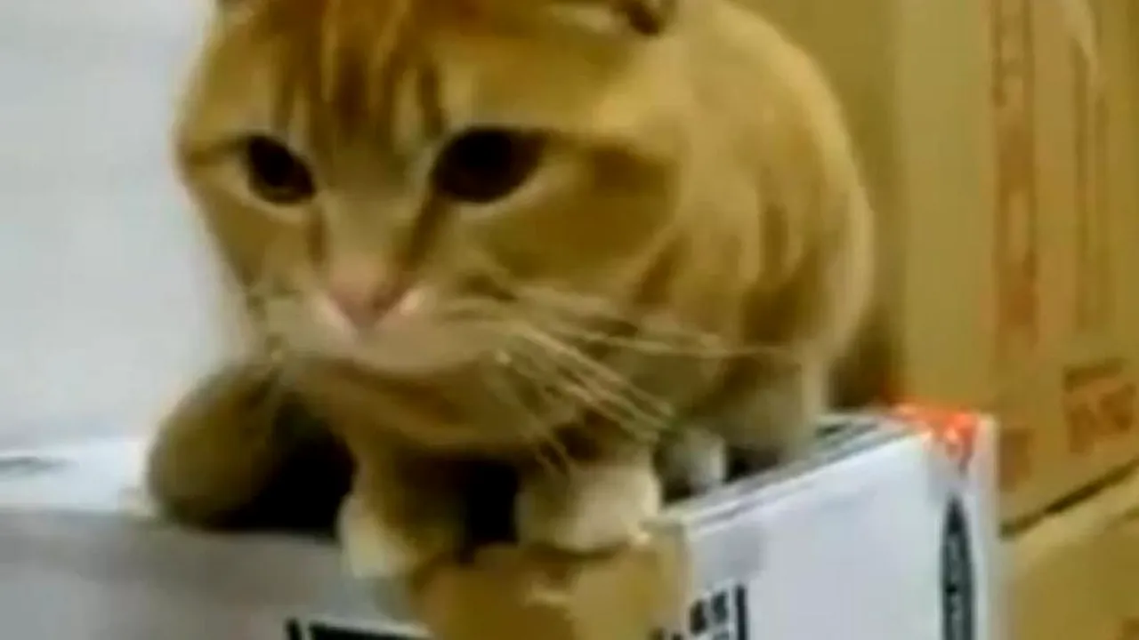 Pisica mâncăcioasă care a devenit viral pe Internet. VIDEO