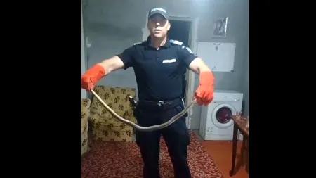 Un ȘARPE, lung de peste 2 metri, a fost descoperit într-o casă din județul Constanța. La fața locului au fost chemați de urgență jandarmii