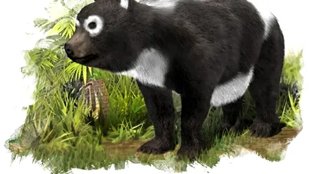 Ursul panda ar putea fi originar din Europa