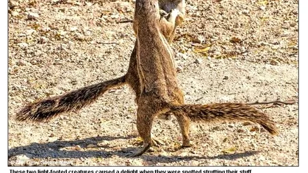 Dansul veverițelor dungate. GALERIE FOTO