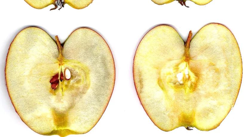 Semințele de măr pot fi toxice