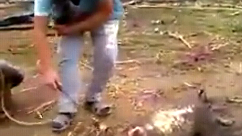 Imagini revoltătoare: un bărbat din România, filmat în timp ce pârlea un porc viu. Reacția unei asociații pentru drepturile animalelor