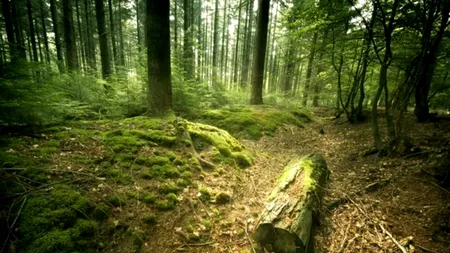 România pierde milioane de euro pentru că nu-și valorifică  ecosistemele