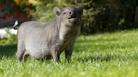 Poliția Iași, la judecată cu Direcția Silvică: Totul a pornit de la mai mulți mistreți!