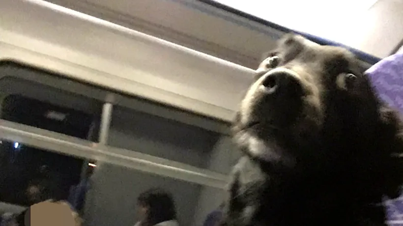 Un câine i-a uimit pe călătorii dintr-un tren cu comportamentul său. Ce îl face special