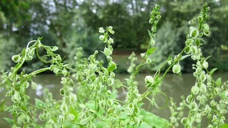 Planta devenită coşmarul celor care vor să vândă o casă. Scade valoarea proprietăţii