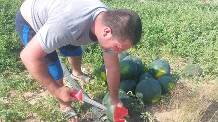 Primii pepeni din Dăbuleni vor ajunge în piețele din întreaga țara. Cu cât se vinde un kilogram