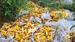 Legumele se vând la preț de nimic în Olt: 5 lei sacul de 20 kg de castraveți