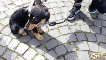 Greșeala care atrage o amendă de 1.600 lei pentru toți stăpânii de câini. Un botoșănean a fost sancționat pe loc