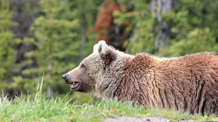 Preşedintele Consiliului Județean Harghita s-a trezit cu ursul în curte. Cum a fost surprins animalul: 