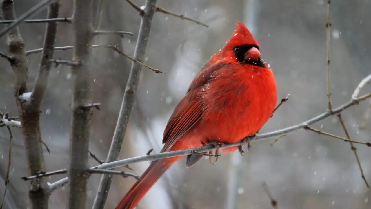 Prognoza meteo a fost actualizată. Cum va fi vremea până la jumătatea lunii ianuarie