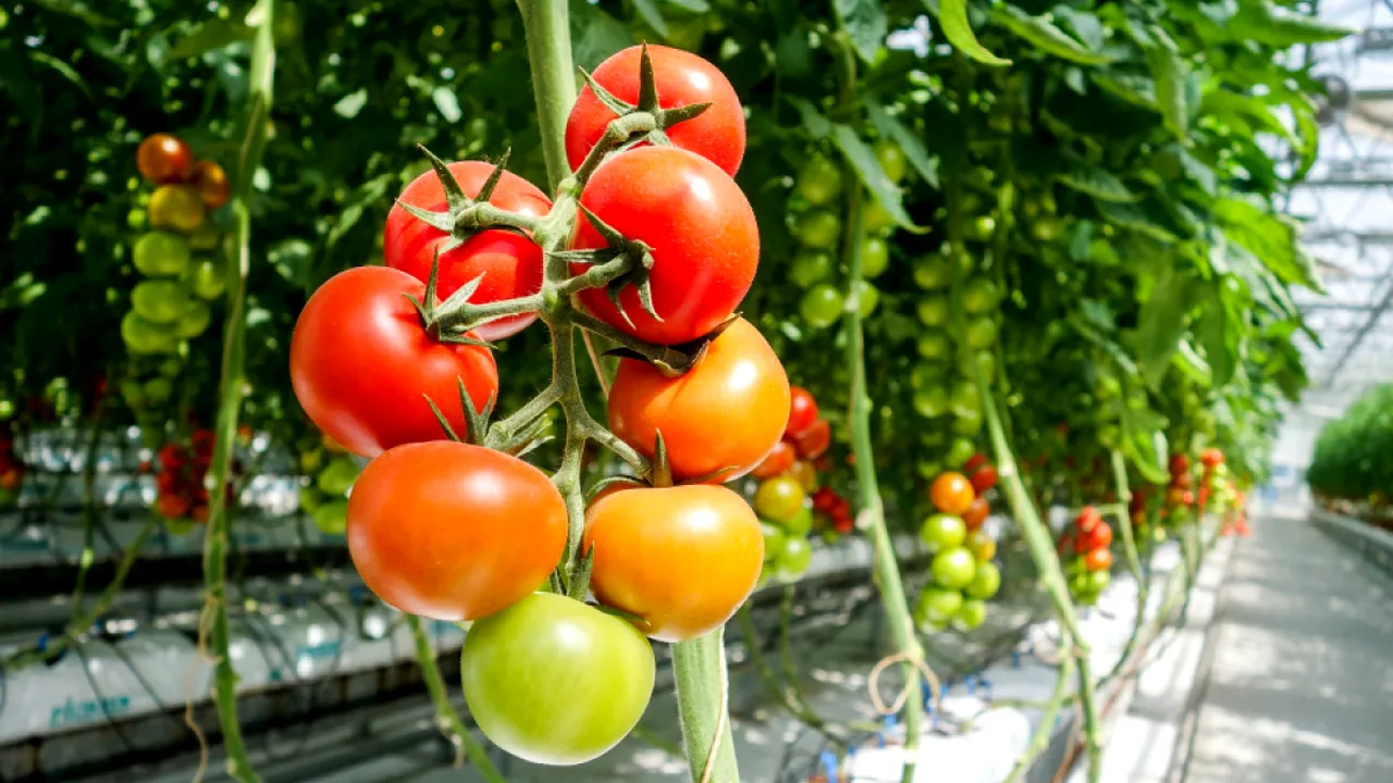 Subvenții. Ajutoarele de minimis pentru legume în spații protejate și plante aromatice, aprobate. Cine poate obține banii