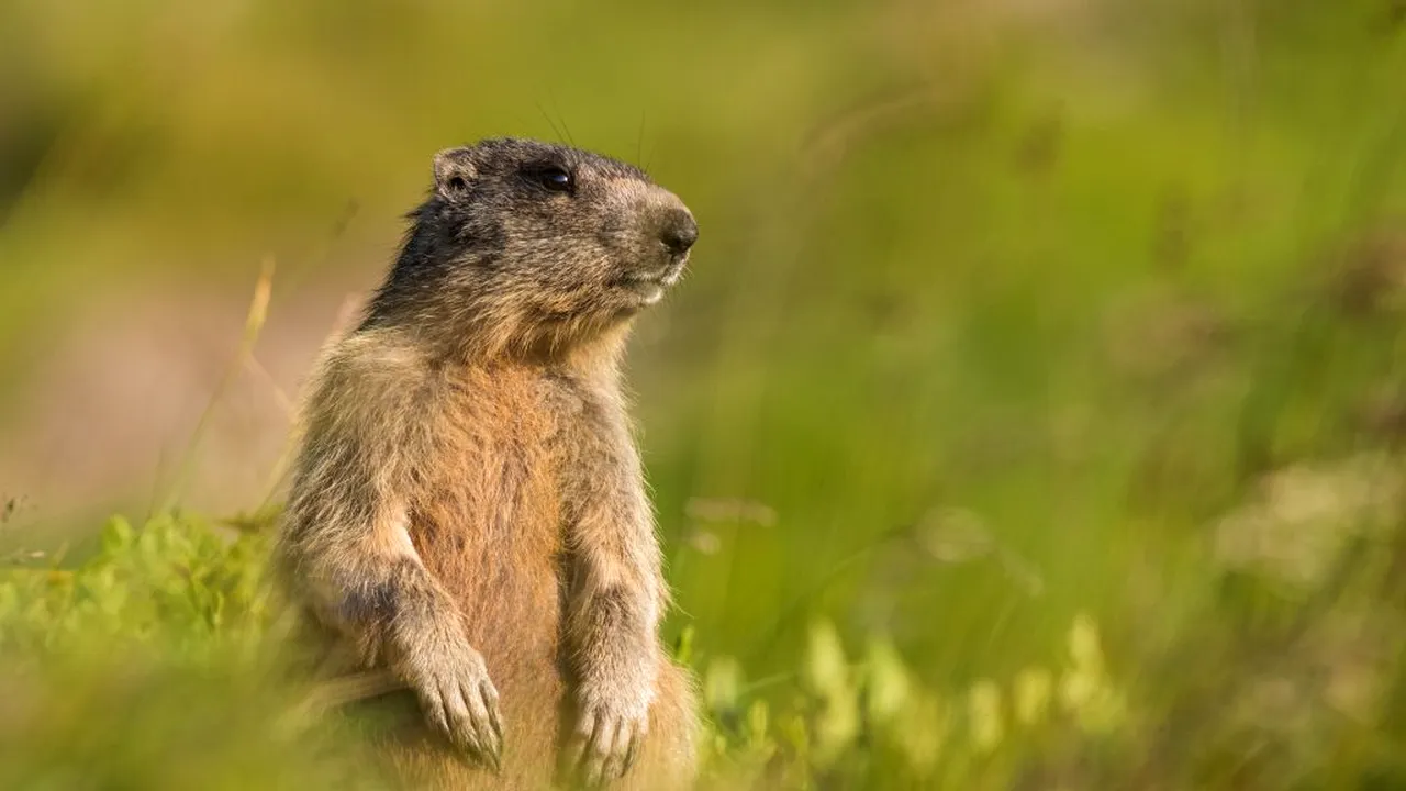 Alertă după ce un adolescent a murit de ciumă bubonică. Băiatul consumase carne de marmotă