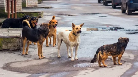 Zece CÂINI nesterilizați, descoperiți într-o curte din Sectorul 4. Animalele puteau ieși în stradă printr-o gaură în gard. Ce spun autoritățile
