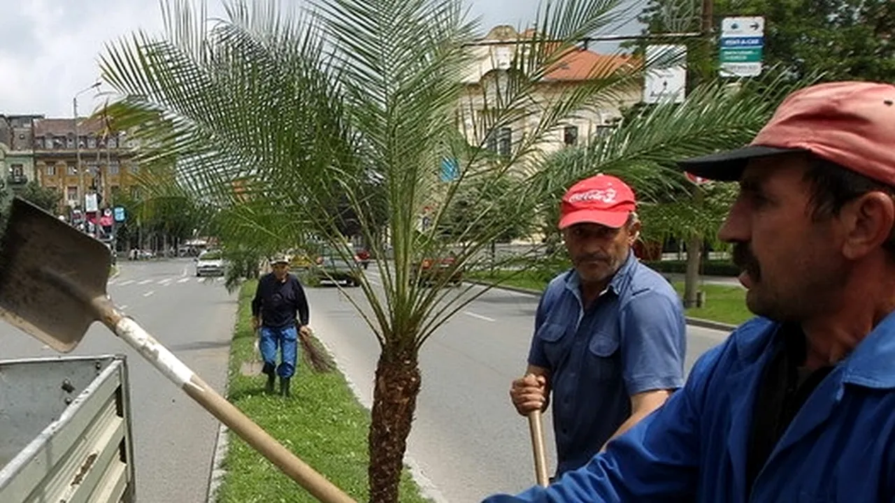 AFACEREA PANSELUȚA și PALMIERUL. Cine face milioane de euro din circuitul banilor publici în natură
