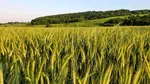 Premieră pentru agricultura românească! Grâul și porumbul din Portul Constanța vor avea cotații proprii pe bursa Euronext