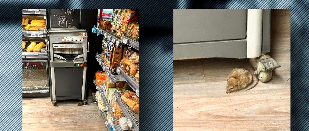 Un șobolan a lăsat un cvartal de blocuri fără pâine. Rozătorul a atacat raionul de panificație al unui magazin din București