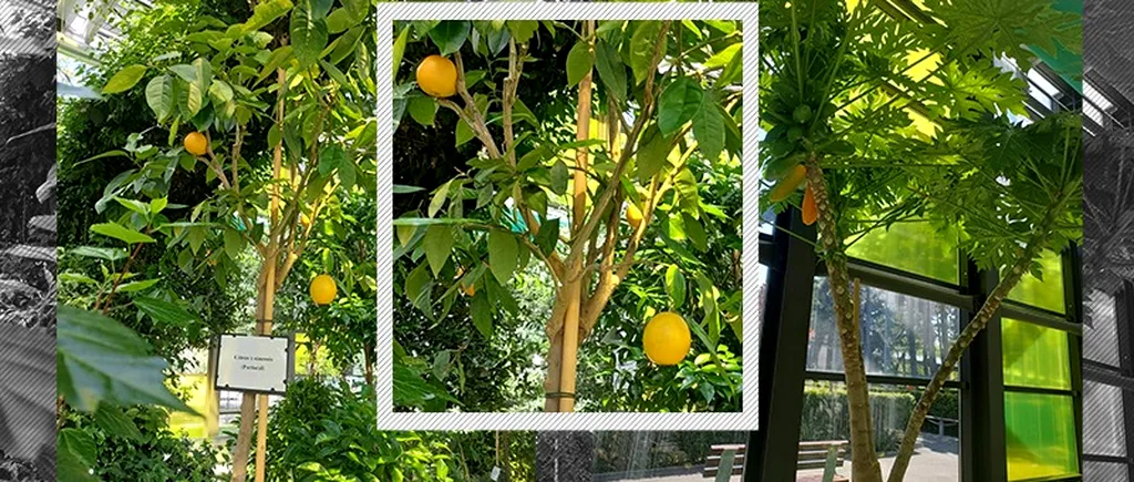 GALERIE FOTO | S-au copt portocalele și papaya într-un parc din București. Fructele sunt cultivate în sere exotice