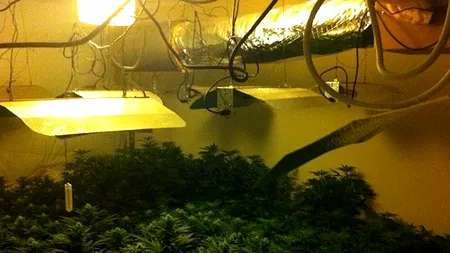 Doi chiriași chinezi au transformat casa unor britanici în FABRICĂ DE DROGURI