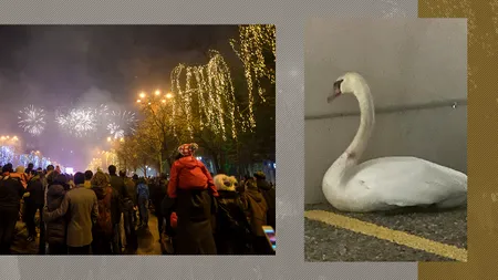 O lebădă rănită de artificiile din București s-a refugiat în parcarea unui cartier rezidențial