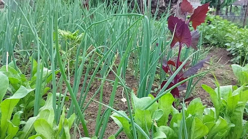 Cele 5 plante interzise în România. NU AI VOIE să le cultivi în grădină și poți risca amendă sau închisoare