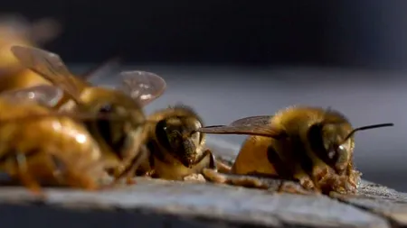 Cercetătorii australieni au descoperit că veninul provenit de la albine ucide rapid celulele canceroase  agresive și greu de tratat