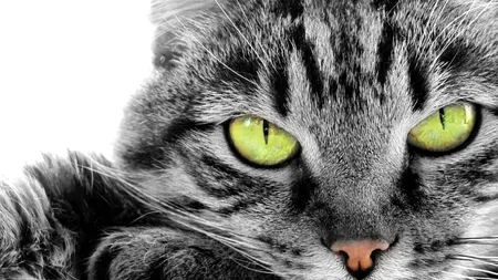 Ce înseamnă când visezi PISICI. Care sunt semnele ascunse în aceste vise