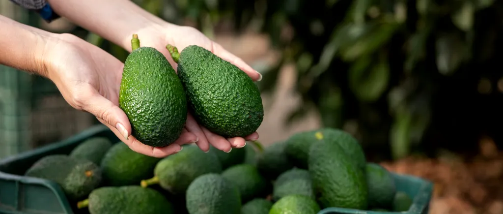 Cum păstrezi proaspăt un AVOCADO. Acest truc menține fructul perfect pentru mai multe săptămâni