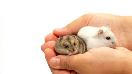 A fost descoperit un MEDICAMENT care crește speranța de viață la animale, cu 25%. Oamenii de știință speră că vor putea încetini și îmbătrânirea umană