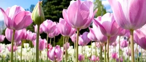 MESAJE, felicitări și SMS-uri de Florii, pentru toți românii ce poartă nume de flori. Tradiții și obiceiuri de Florii / De ce se pune salcia, de fapt, la intrarea în casă