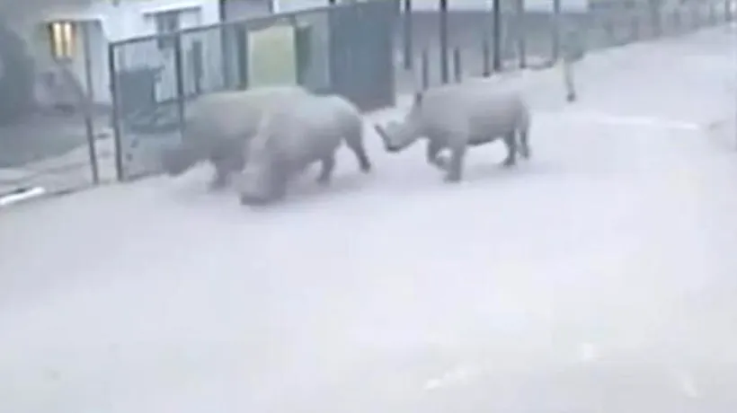 Trei rinoceri au evadat de la zoo și au început să se plimbe pe stradă. Imagini inedite
