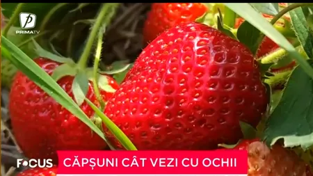 Un bărbat din județul Suceava întors acasă s-a decis să investească în agricultură. Toți banii i-a folosit pentru a planta CĂPȘUNI