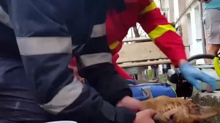 Imaginile care au emoționat România. Un pompier resuscitează un câine rănit în incendiu. VIDEO