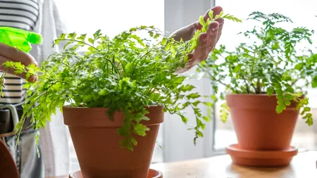Planta pe care trebuie s-o ai în casă. Purifică aerul, se întreține ușor și poate crește până la doi metri și jumătate înălțime
