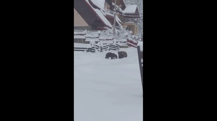 O ursoaică și puiul ei au intrat în mai multe gospodării din Azuga (VIDEO)