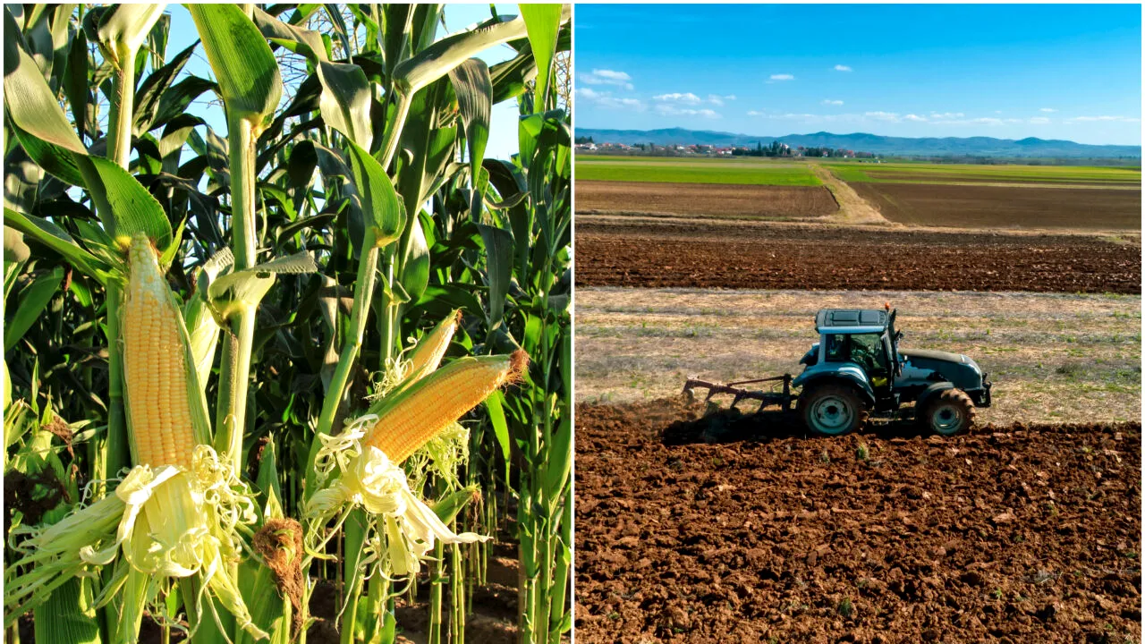 Cum vor încasa fermierii subvențiile pentru îngrășăminte de la Agenția de Plăți și Intervenție pentru Agricultură. Ce arată un nou proiect