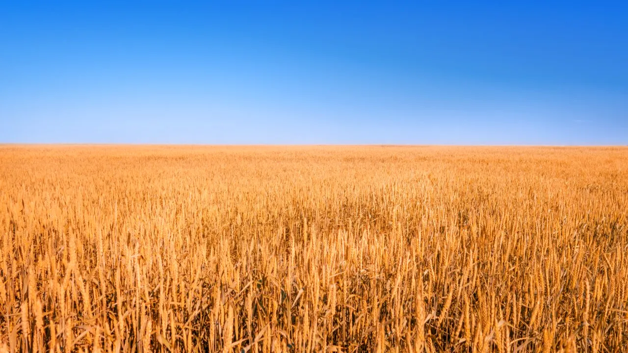 UE descrie decizia Poloniei și Ungariei de a interzice importurile de cereale din Ucraina ca fiind „inacceptabilă”