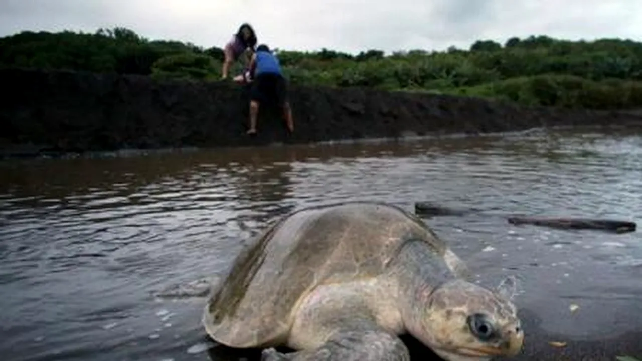 Avertismentul dur al oamenilor de știință: ''Ne aflăm în pragul unei EXTINCȚII''