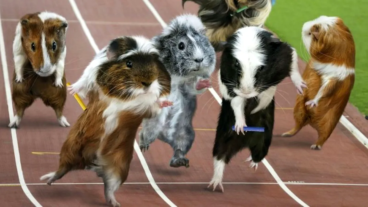 Olimpiada porcușorilor de Guineea. Cele mai amuzante fotografii care celebrează JO 2012