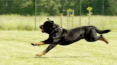 Câine din rasa Rottweiler, împușcat de un polițist, în Mangalia, după ce a atacat o femeie pe stradă